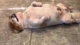 Cute Doggy In Taiwan Sleeps In Hilarious Position