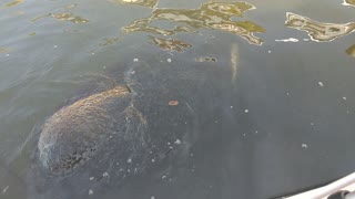 Up Close Manatee Encounter