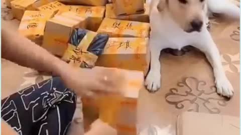 Smart dog helping his owner