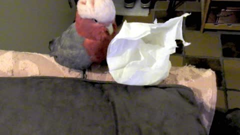 Parrot uses napkin to clean the house