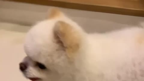 Walking model of a cute Pomeranian dog