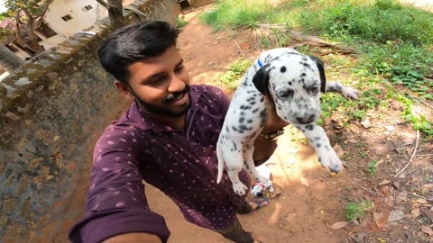 டால்மேஷன் நாய்கள் | DOG SALES | PUPPY SALES | Dalmation dog in tamil | Dalmation |