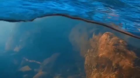 Under the water, amazing