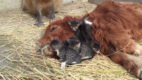 Hot new Kittens playing with baby donkey while capybara and mommy cat watches