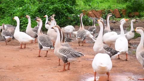 beautiful geese birds