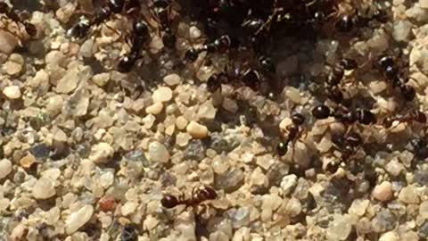 850 Ants Devour A Chip