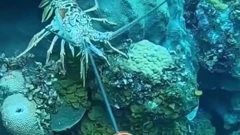 WOW!! Catching Seafood 🦀🐙 Deep Sea Octopus (Catch Crab, Catch Fish) - TikTok
