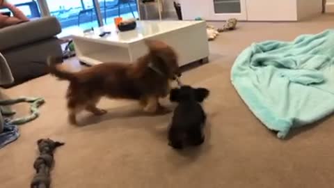 Little puppy does not give up easy