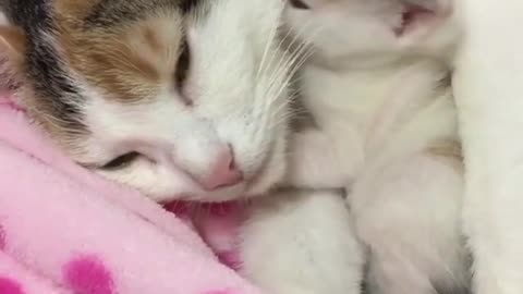 The Kitten is sleeping