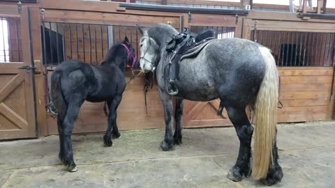 Friesian filly shares hay with Grey Friesian gelding