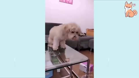 Trick puppy dog