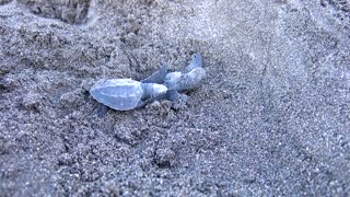 Hatching Baby Turtles