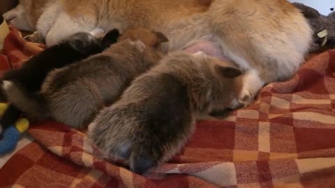 Cute puppies Feeding on mother milk.