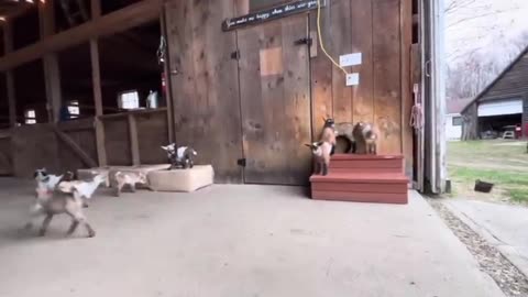 Cute goat, funny video, goat life, Goat selfie, Goat yoga