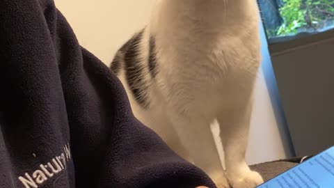 Kitty Begs For Head Boops