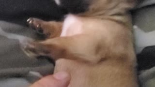 Over 5 minutes of teacup Chihuahua puppies having fun