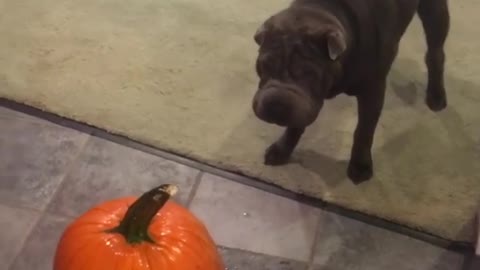 Doggy clearly has some issues with Halloween