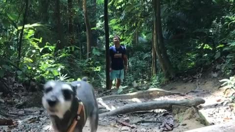 Training my Dog in the Woods