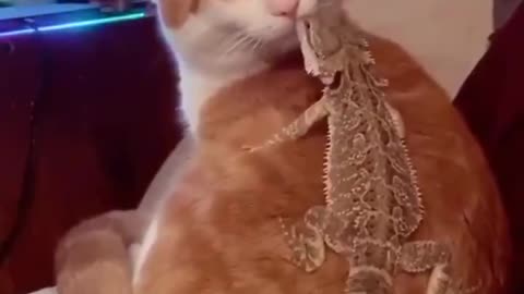 cats best friend a bearded dragon awwwww!