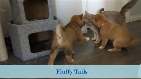 Shiba Puppies