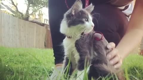 Cute Caty On the Grass