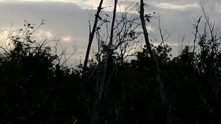 Freedom Kites returned to the patriot pine