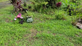 Iki & Poky Pup Playing Outside