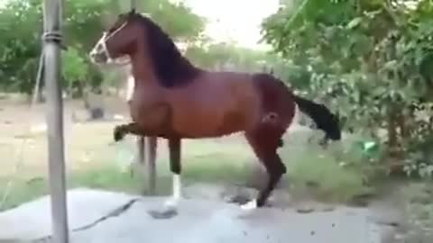 marching horse