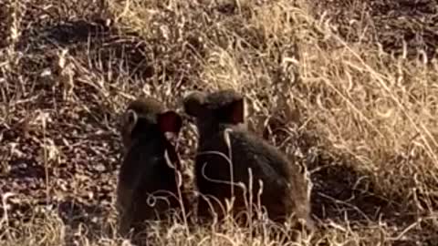 Twin baby Javelinas