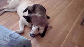 Gato tiene un duro combate de lucha con su amigo perro