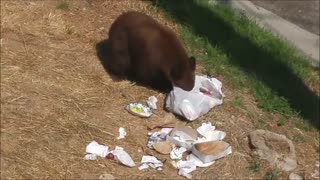 Mama Bear and Cubs Enjoy Garbage Can Picnic