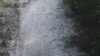 Huge Alligator on Mountain Bike Trail