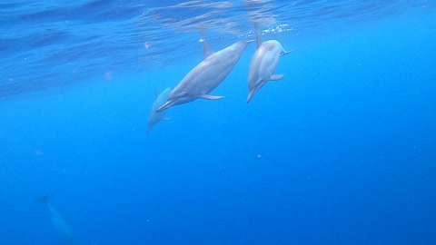 Swimming with Dolphins in Hawaii 🤙🤙