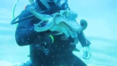 A diver made a pet friend an octopus