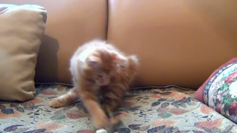 LITTLE KITTEN ARE PLAYING ON SOFA