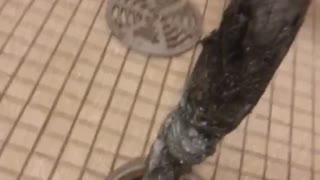 Massive Clog in Shower Drain