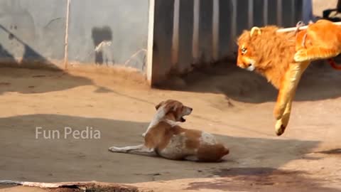 Fake lion prank DOGs So funny can't stop laughing 🤣👈