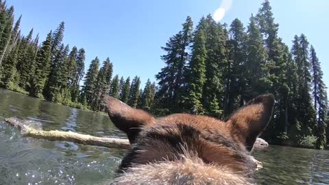 Gorgeous wilderness captured by GoPro-wearing dog
