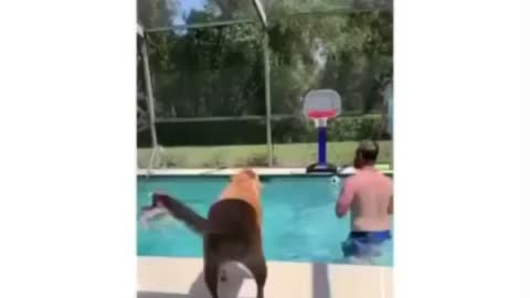 Dog playing basketball 🏀🏀🏀