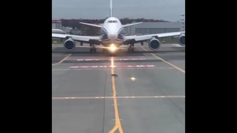 Brave Fox Crosses Runway In Front Of Jet For Take-Off