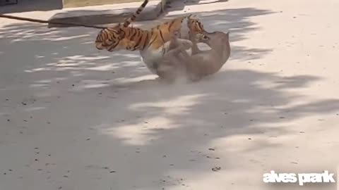 Fake tiger, playing with dogs, very funny.