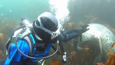 Friendly Seals Play With Scuba Divers In Farne Islands