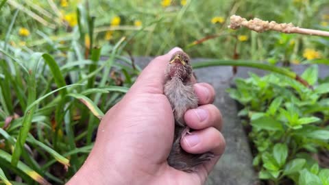 Newly hatched oriole bird