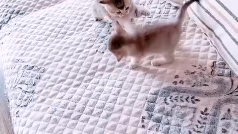 cute cat videos fight