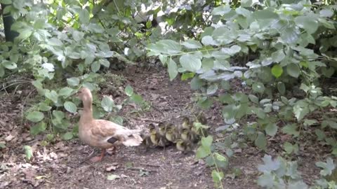 Duck performs her chicks