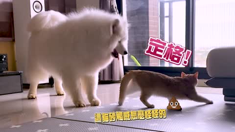 [Samoyed SAMOYED] Snowball is out of control! The cat wants to help the dog bury it!