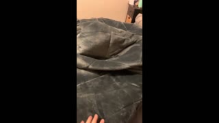 Puppy prefers to sleep underneath the blankets