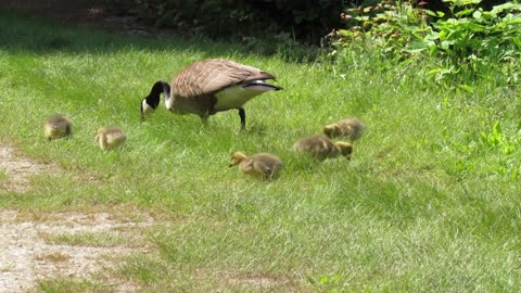 Goslings and Loon - Gates Pond