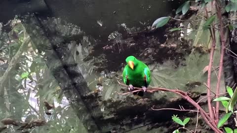 Parrot green1