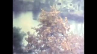 1987 footage of Super 8 film